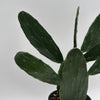 Opuntia Prickly Pear Cactus