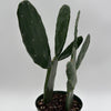 Opuntia Prickly Pear Cactus