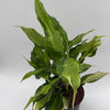 Aglaonema Spathonema 'Rio'