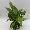 Aglaonema Spathonema 'Rio'