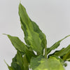Aglaonema Spathonema 'Rio'
