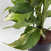 Aglaonema Spathonema 'Rio'