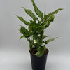 Aglaonema Spathonema 'Rio'