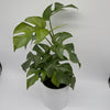 Rhaphidophora Tetrasperma (Mini Monstera)