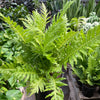 Fern Silver Lady - 6" Pot