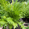 Fern Silver Lady - 6" Pot