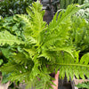 Fern Silver Lady - 6" Pot