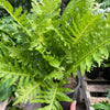 Fern Silver Lady - 6" Pot