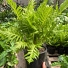 Fern Silver Lady - 6" Pot
