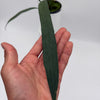 Anthurium Vittarifolium