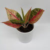 Aglaonema Pink Legacy