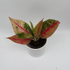 Aglaonema Pink Legacy
