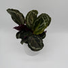 Calathea Roseopicta Medallion
