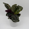 Calathea Roseopicta Medallion
