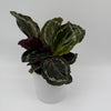 Calathea Roseopicta Medallion