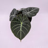 Alocasia Black Velvet