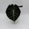 Alocasia Black Velvet