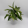 Epipremnum Pinnatum Albo Flame