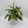 Epipremnum Pinnatum Albo Flame