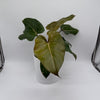 Philodendron 'Summer Glory'