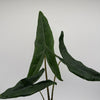 Alocasia Tigrina Superba