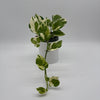 Pothos N'Joy