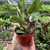 Philodendron 'White Wizard'