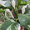 Philodendron 'White Wizard'