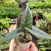 Alocasia 'Scalprum'