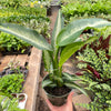 Dieffenbachia Panther