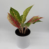 Aglaonema 'Dazzling Pink Gem'