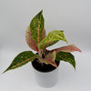 Aglaonema 'Dazzling Pink Gem'