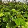 Mulberry 'Pakistan' (Morus nigra)