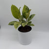 Variegated Ficus Shiveriana 'Moonshine'