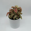 Variegated Syngonium Pink Godzilla