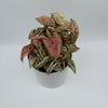 Variegated Syngonium Pink Godzilla