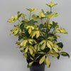 Variegated Umbrella Bush