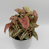 Variegated Syngonium Pink Godzilla