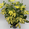 Variegated Umbrella Bush