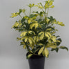 Variegated Umbrella Bush