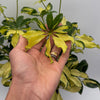 Variegated Umbrella Bush