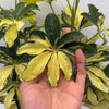 Variegated Umbrella Bush