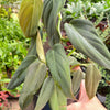 Philodendron Gigas