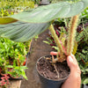 Philodendron 'Serpens'