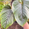 Philodendron 'Serpens'