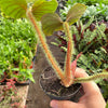 Philodendron 'Serpens'