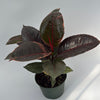 Ficus Elastica Ruby