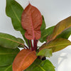 Philodendron 'Prince of Orange'