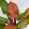Philodendron 'Prince of Orange'