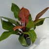 Philodendron 'Prince of Orange'